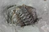 Wide, Enrolled Flexicalymene Trilobite In Shale - Ohio #68597-3